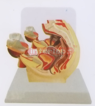 DESK-TYPE, FEMALE HEALTH URINARY PELVIS MODEL WITH DESERIPTION PLATE